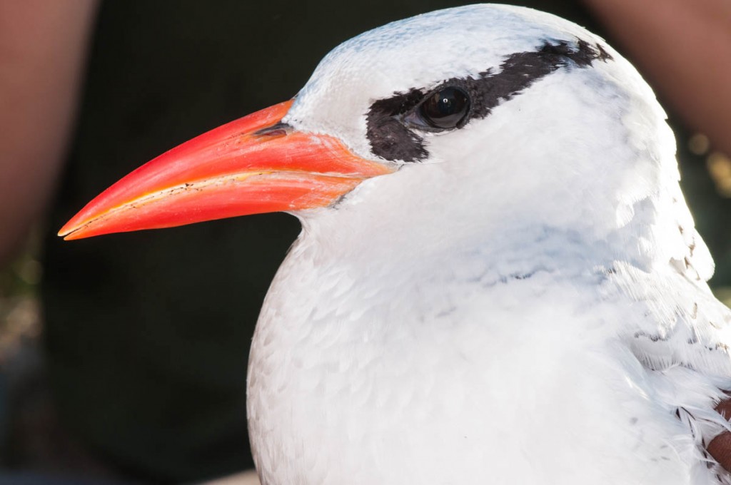 The adult Red-billed Tropicbird.
