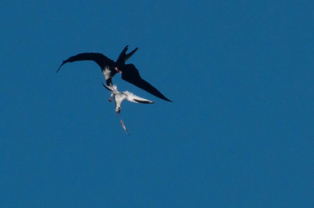 A Magnificent Frigatebird forces a tropicbird to regurgitate a fish it was bringing to its chick.