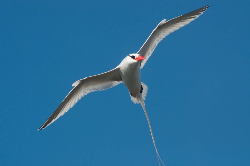 A Red-billed Tropicbird approaches its nest.
