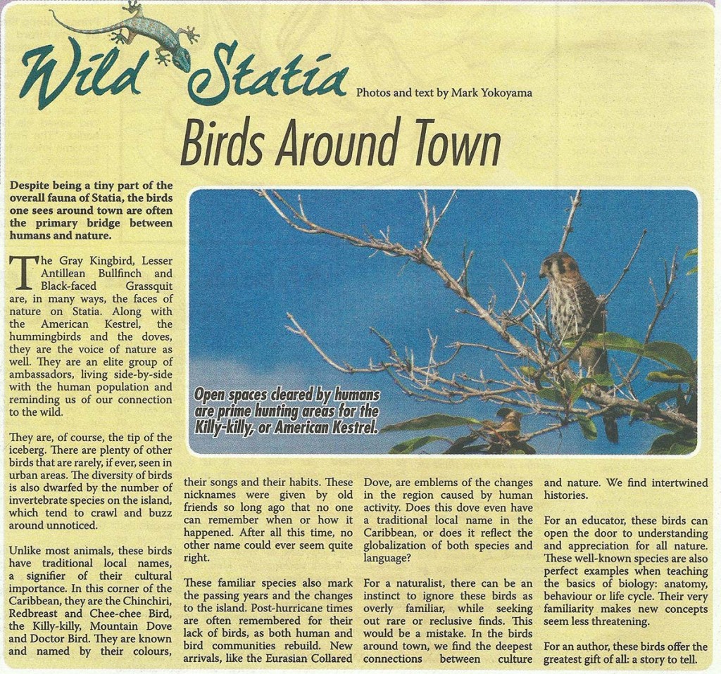 WildStatia-Birds-Around-Town-web
