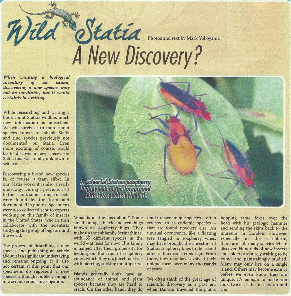 WildStatia-New-Discovery-web